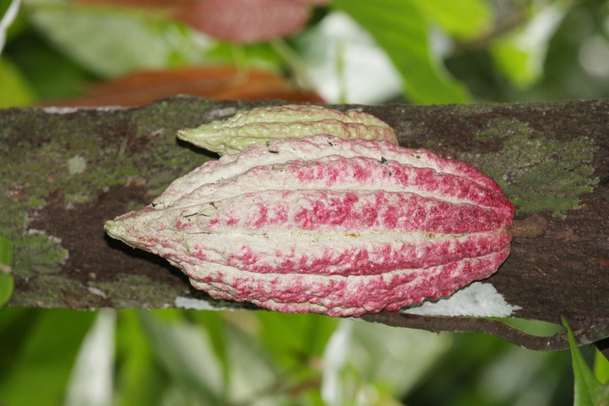 Theobroma cacao L.